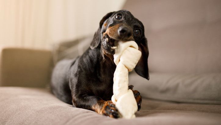 İsviçre ve Avusturya'da yapılan araştırma, bazı köpeklerin oyuncaklarına karşı insanlardaki
