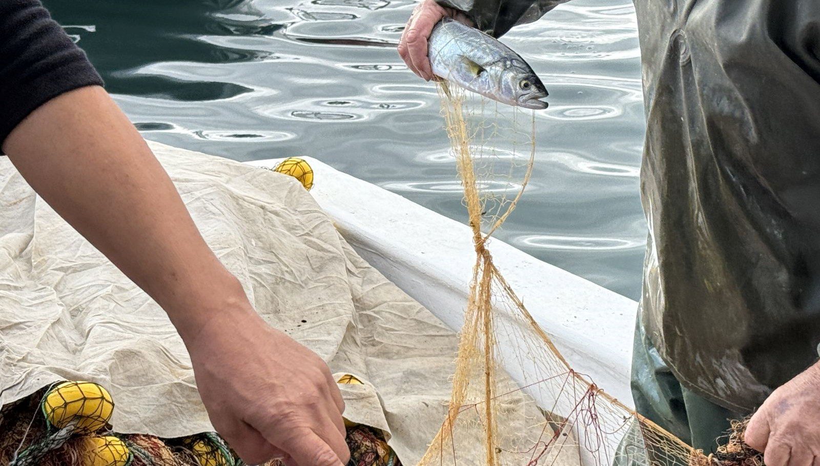 Av yasağının bitmesinin ardından lüferler, tezgahlarda yerini almaya başladı.