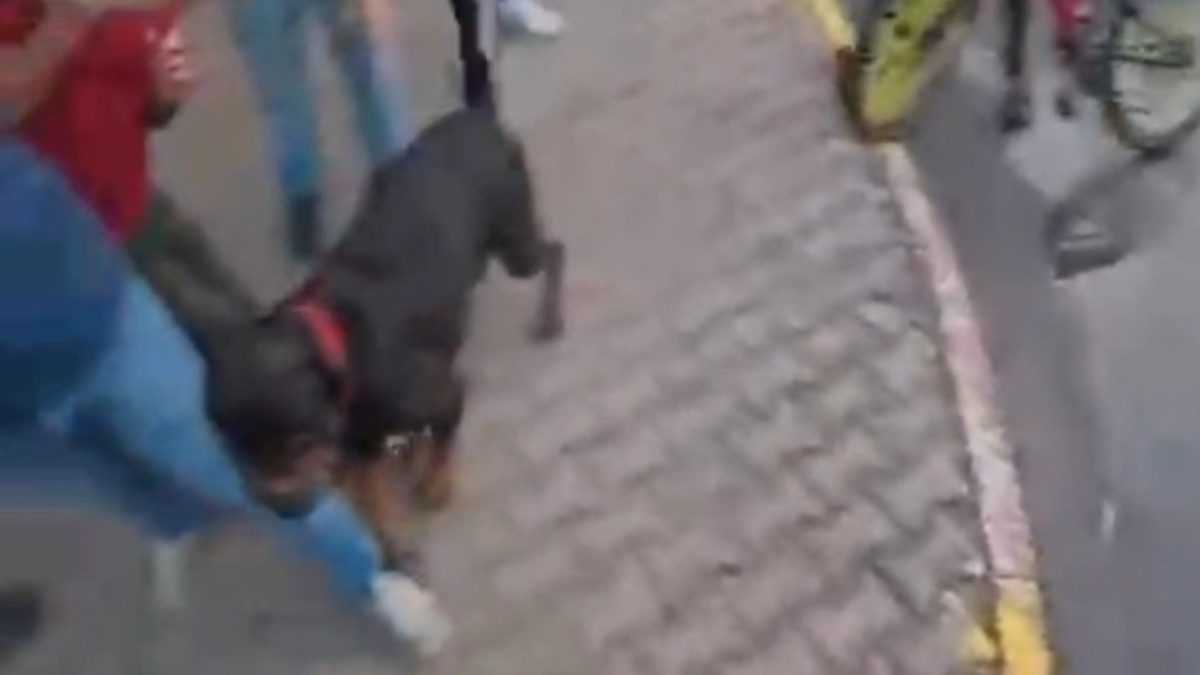 Toroslar ilçesinde ağızlıksız dolaştırılan Rottweiler cinsi köpeğin 2 kişiyi yaraladığı