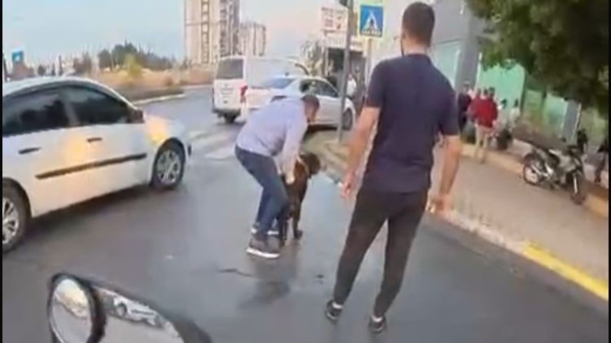 Toroslar ilçesinde sahibi tarafından ağızlıksız şekilde gezdirilen Rottweiler cinsi köpek,