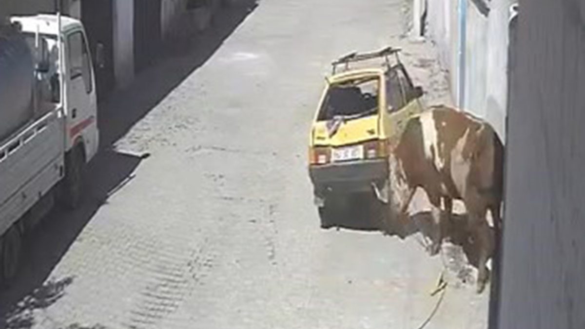 Nevşehir'de ahırdan kaçarak sokaklarda dolaşmaya başlayan boğanın park halindeki otomobile