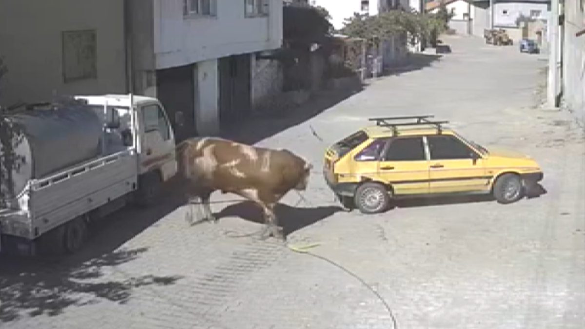 Avanos'ta ahırdan kaçan boğa, kasabada kısa sürede paniğe yol açtı.