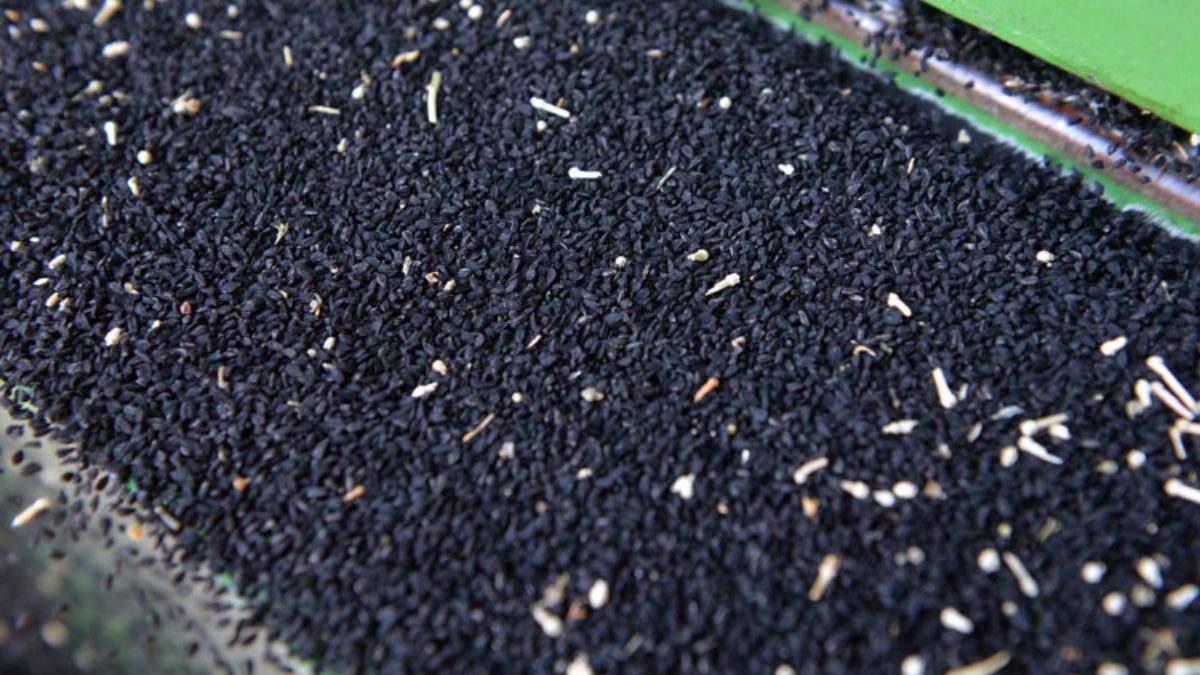 Çörek otu, baharat olarak kullanımından yağ ve kapsül formlarına kadar