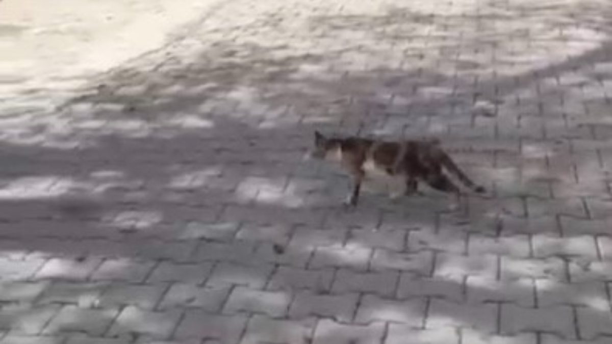 Düziçi ilçesinde duyarlı bir sürücü, yolda araç çarpması sonucu hareketsiz