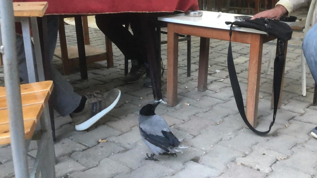 Datça’da tedavi edilen Rıfkı adlı karga, mahallenin maskotu haline geldi.