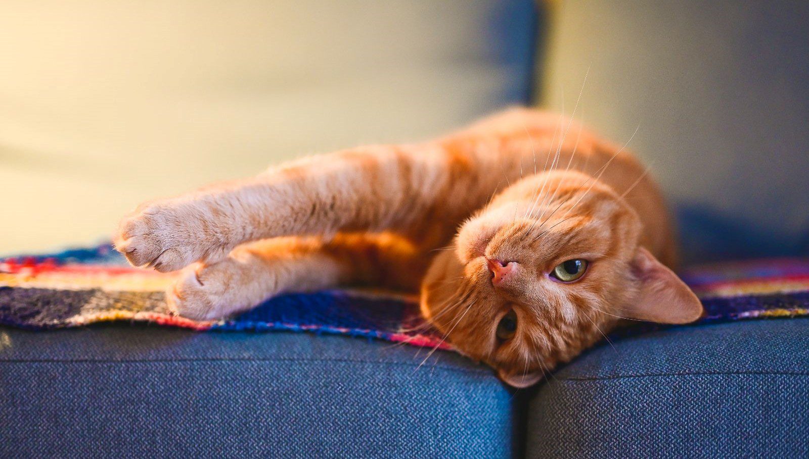 Bilim insanları, turuncu kedilerin neden büyük ölçüde erkek olduğunu açıklayan