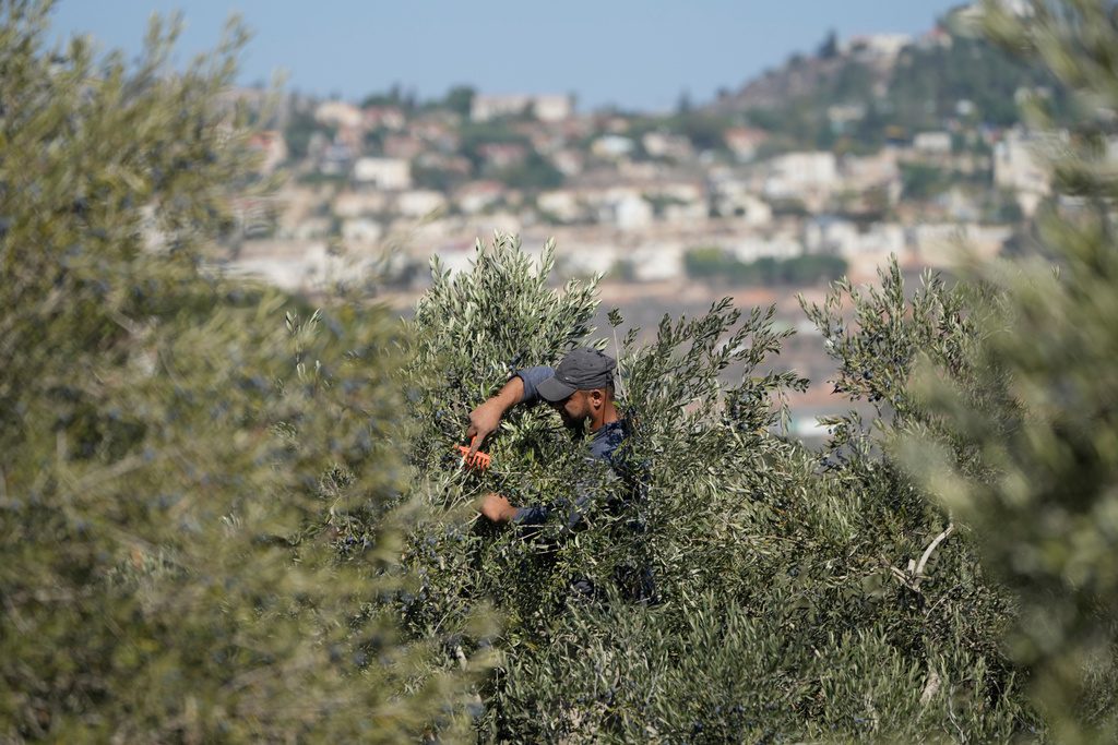 İşgal altındaki Batı Şeria'da bulunan binlerce yıllık zeytin ağacı, koruyucusu