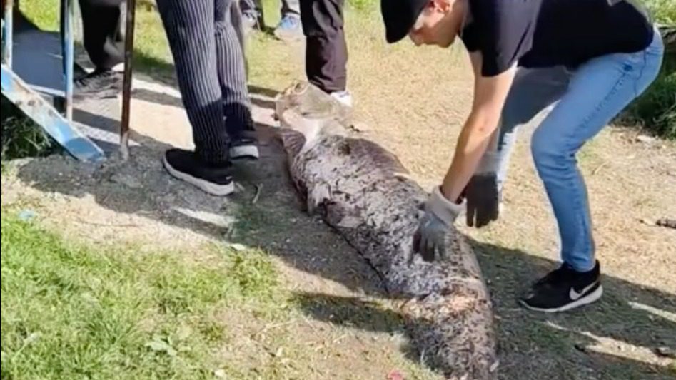 Sakarya'da ailesiyle nehir kıyısında piknik yapan amatör balıkçının oltasına, yaklaşık