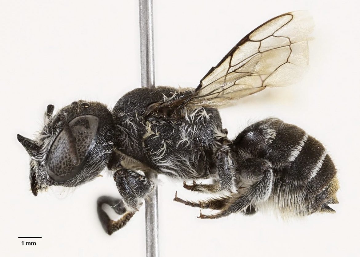 Avustralya’da 20 yıl aradan sonra keşfedilen yeni arı türü, şeytanı