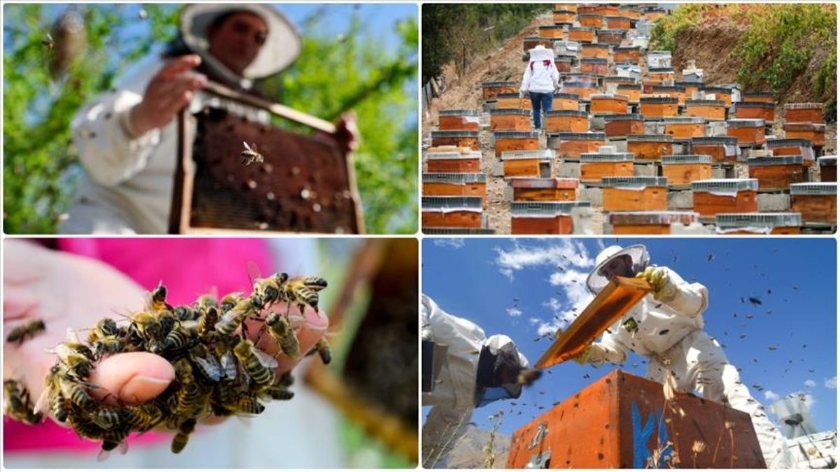 Doğu Karadeniz'den ocak-ekim dönemini kapsayan 10 aylık bal ihracatı, 1