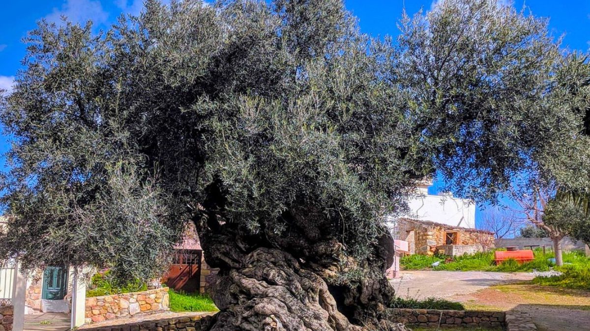 Yaklaşık 4000 yıllık olduğu tahmin edilen bu zeytin ağacı, doğanın