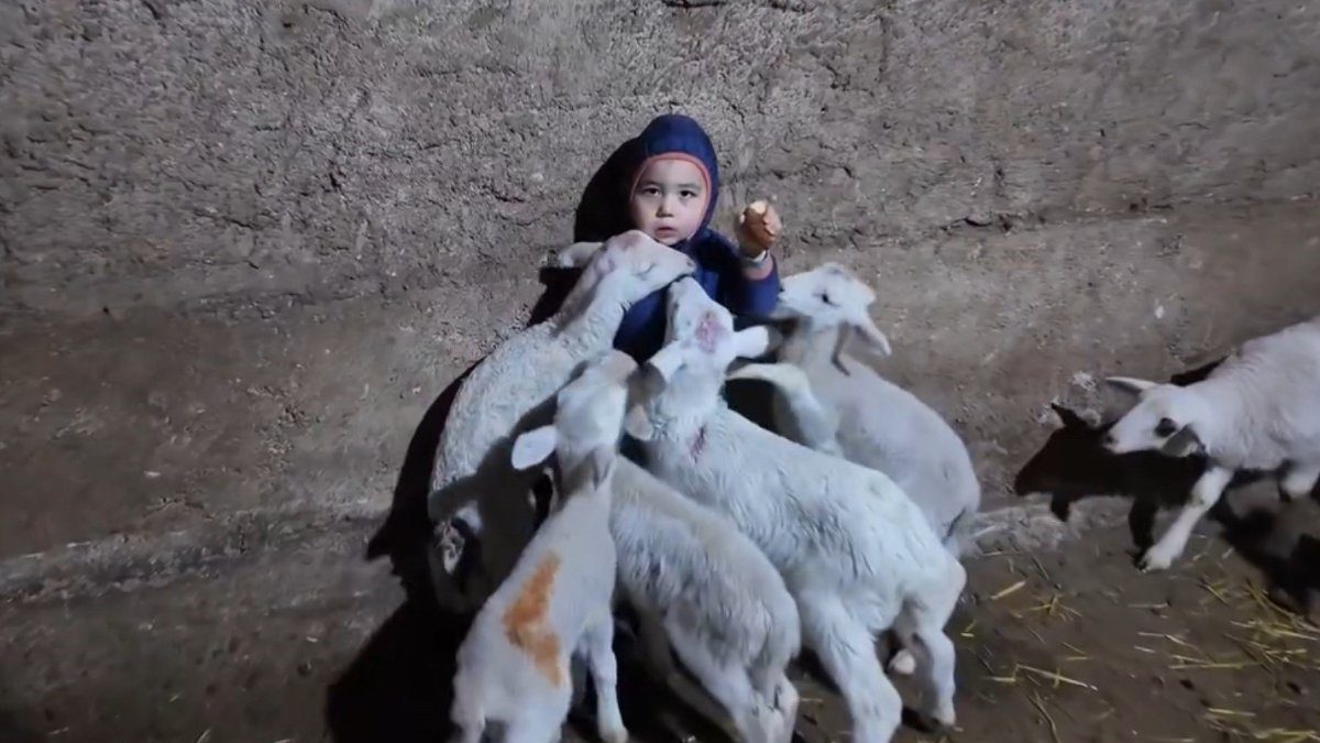 Eskişehir’de kuzuların arasında kalan minik çocuğun babasına verdiği "Kuzular beni