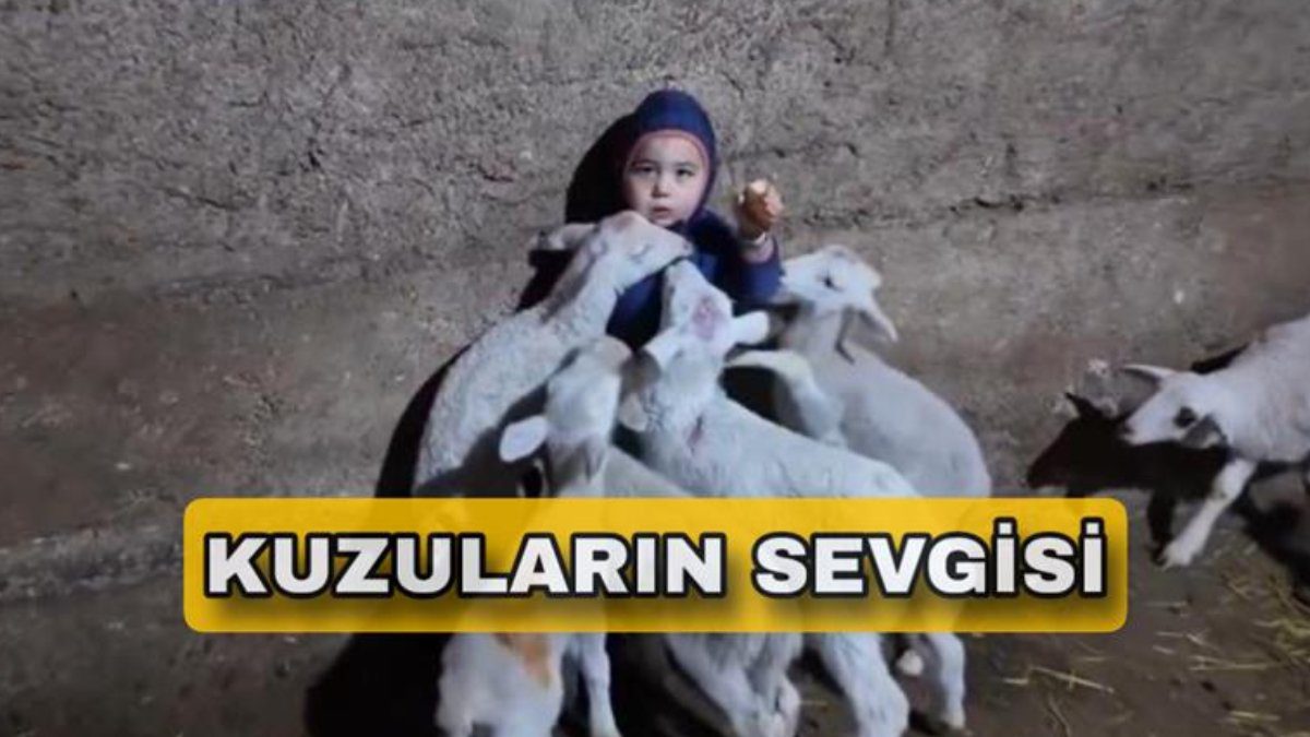 Eskişehir’de kuzuların arasında kalan minik çocuğun babasına verdiği "Kuzular beni