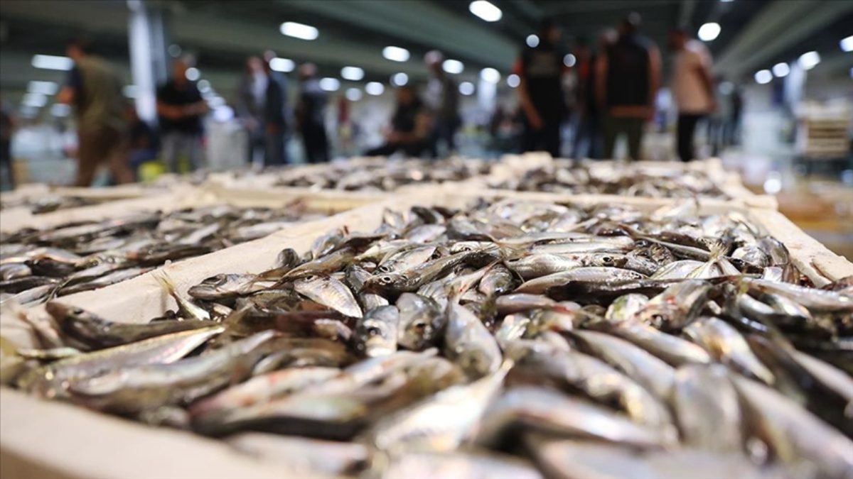 Denizlerdeki av yasağının 1 Eylül itibarıyla sona ermesiyle başlayan balık