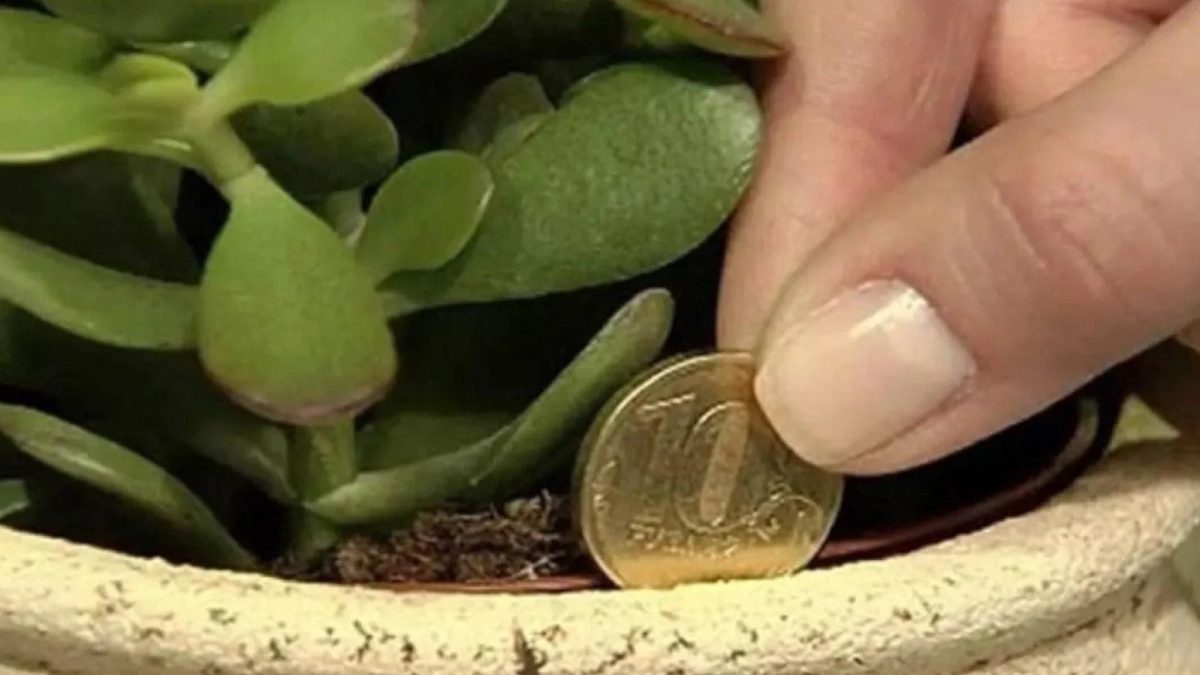 Evde çiçek bakımı yaparken farklı yöntemler denemek isteyenler için Japonlardan