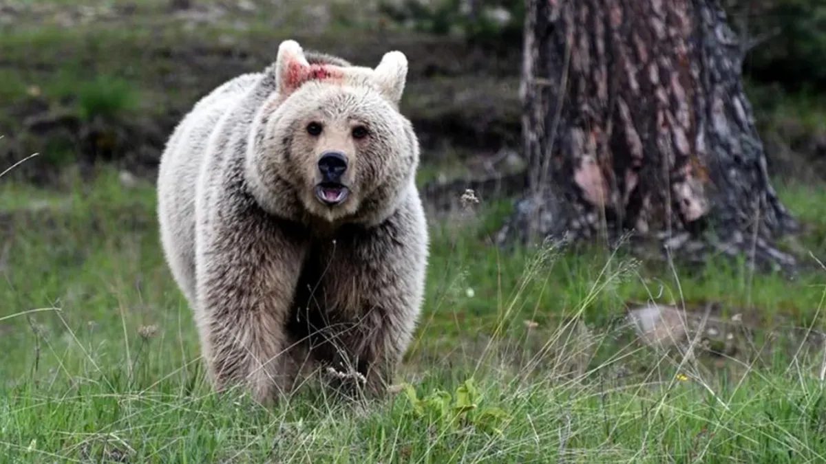 Ülkenin kuzeydoğusundaki Akita eyaletinde ayıların karıştığı trafik kazalarının sayısı bu