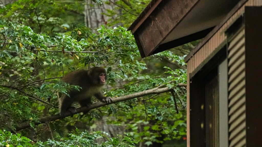 Japonya’nın Kuzey Alpleri’nde köylüler, tarlalarını ve evlerini istila eden makaklara