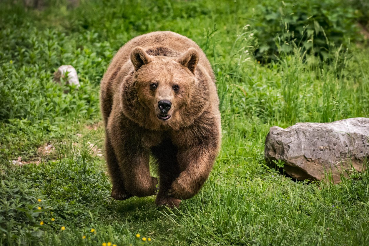 Japonya’nın kuzeydoğusundaki Akita eyaletinde ayıların karıştığı trafik kazalarının sayısı bu