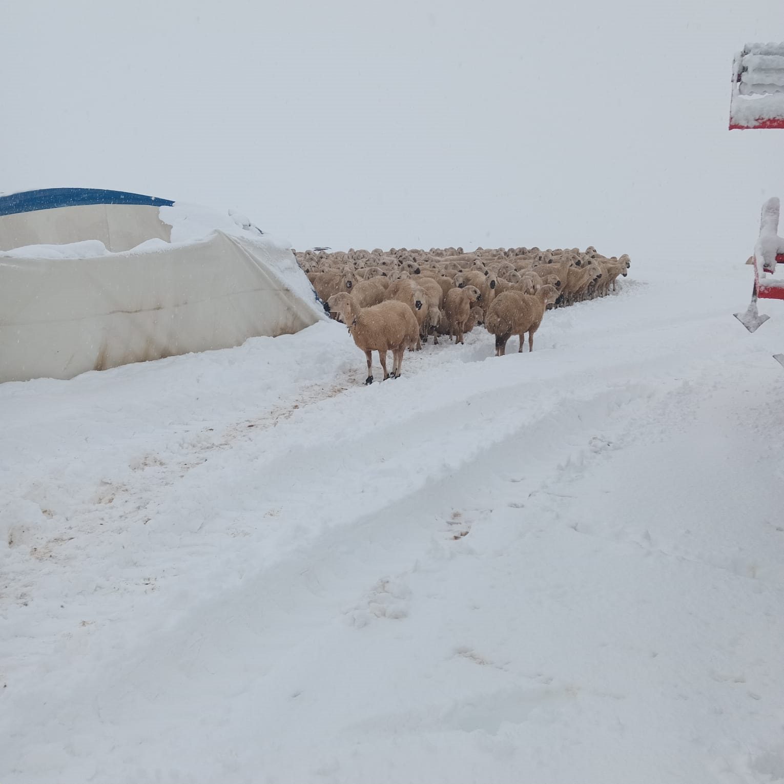 Sivas'ta üzerinde biriken kar kütlesi biriken çadır çöktü. 600 koyun
