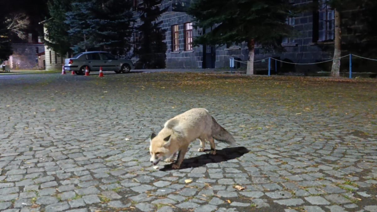 Kent merkezinde gezintiye çıkan vatandaş karşısına çıkan tilkiyi eliyle bisküvi