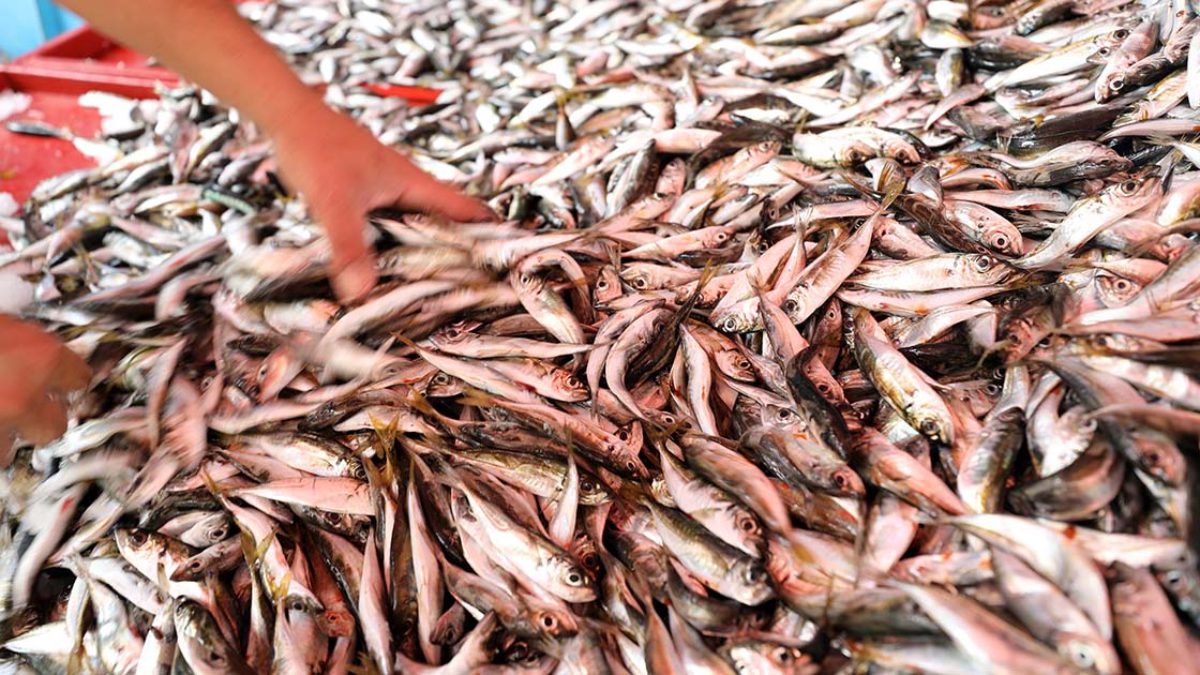 Mevsimine göre balık tüketmek, hem lezzet hem de sağlık açısından