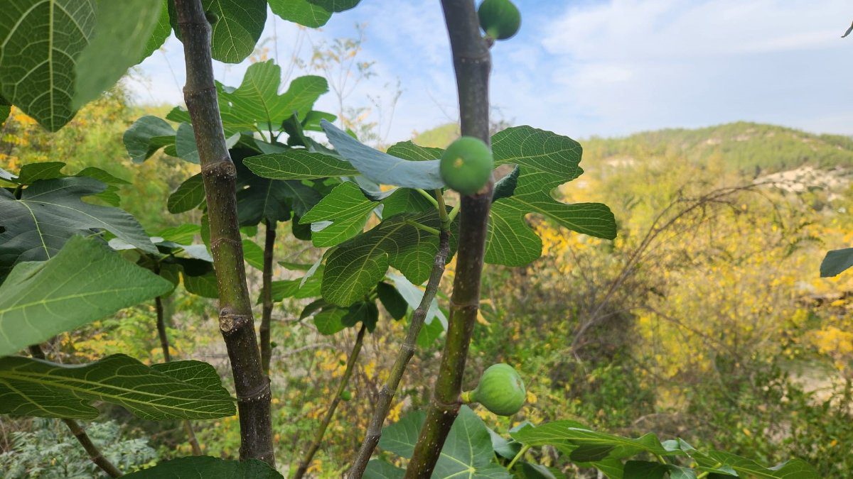 Kadirli ilçesinde hava sıcaklıklarının mevsim normallerinin üzerinde seyretmesinin ardından incir