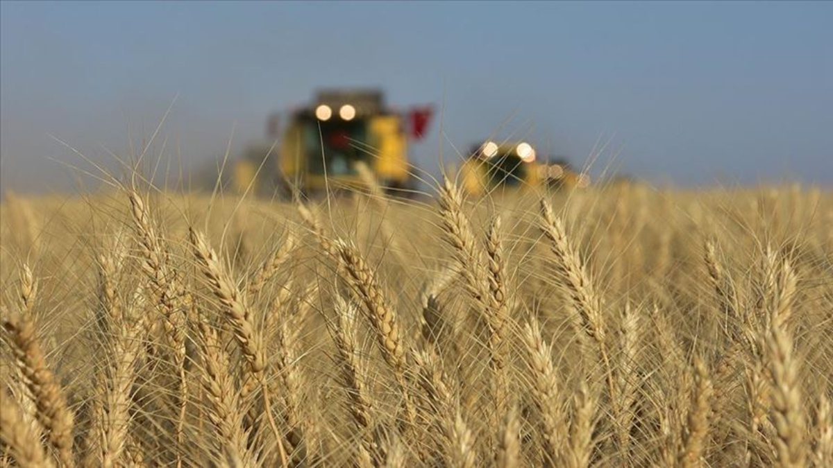 TİGEM Türkgeldi Tarım İşletmesi Müdürlüğü'nün 2025 yılı istihsali 2 bin