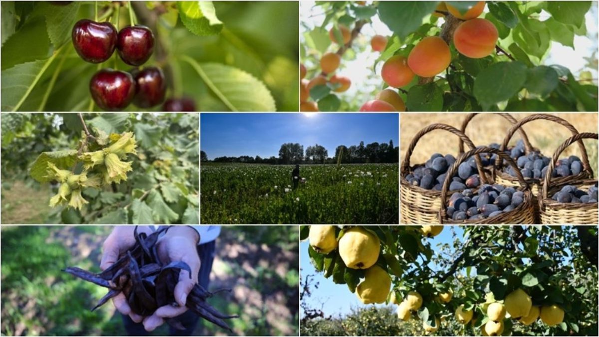 Türkiye, 22 ürünle ilk üçte yer alırken, fındık, incir, kayısı,