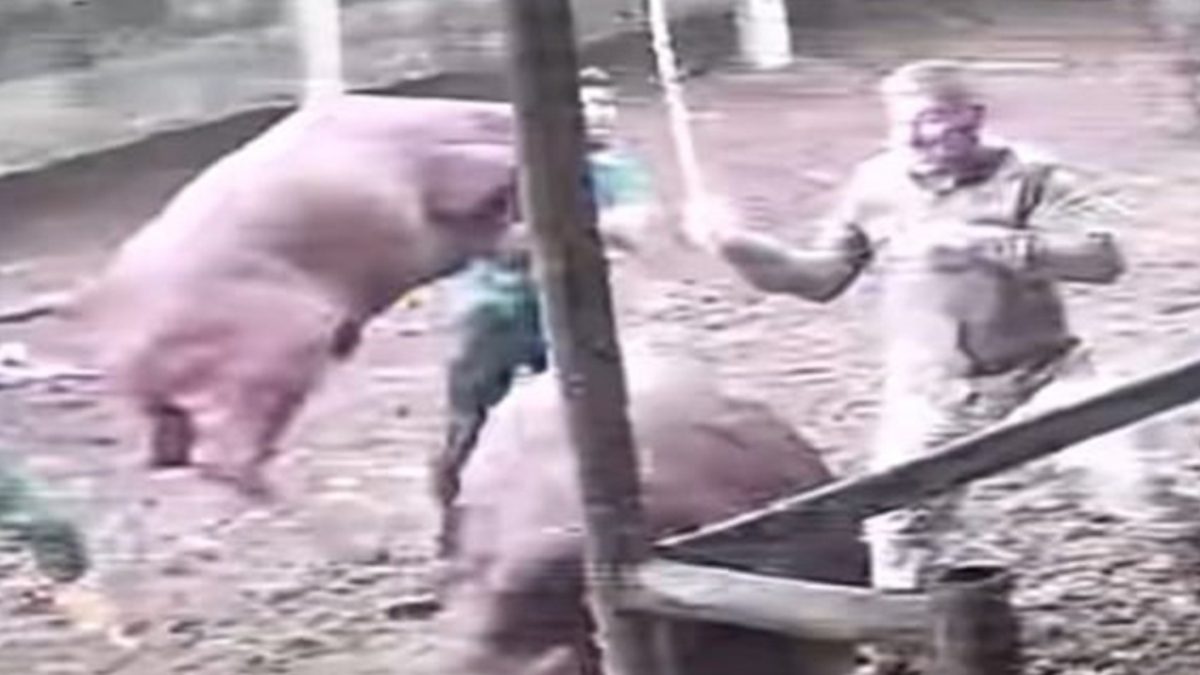 Amasya'da üzerine zıplayan boğanın darbesiyle besicinin yere serildiği anlar güvenlik