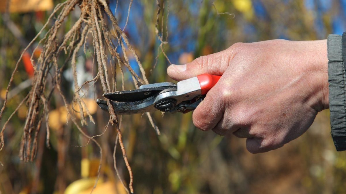 Bahçıvanların büyük kısmı farkında olmasa da, Aralık ayında doğru teknikle