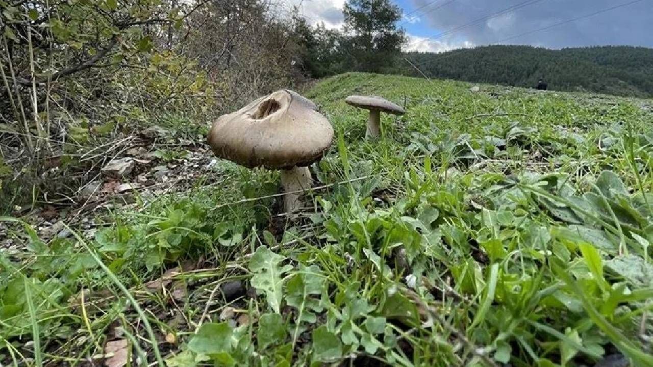 Ohio Eyalet Üniversitesi'nden bilim insanları yakın zamanda mantarların karmaşık ağ