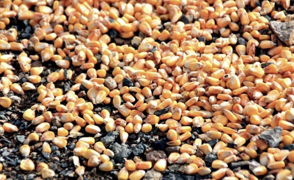 Birleşmiş Milletler (BM), gıda ve su israfının önemini vurgulayarak iş