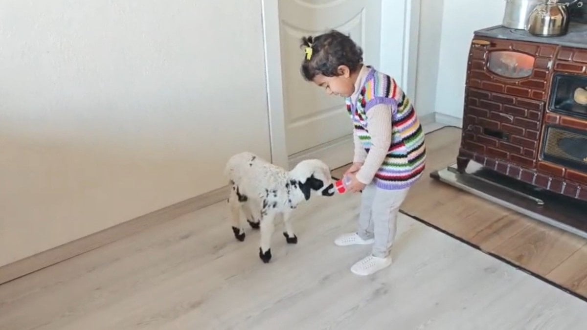 Erzincan’da 3 yaşındaki Ezo’nun annesi tarafından reddedilen "Pırıl" isimli kuzuya
