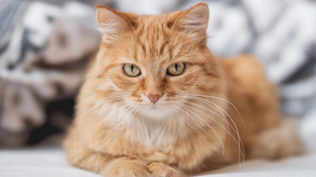 Ülkede yaşayan kedi Remi, komşunun şikayeti üzerine mahkeme kararıyla ev