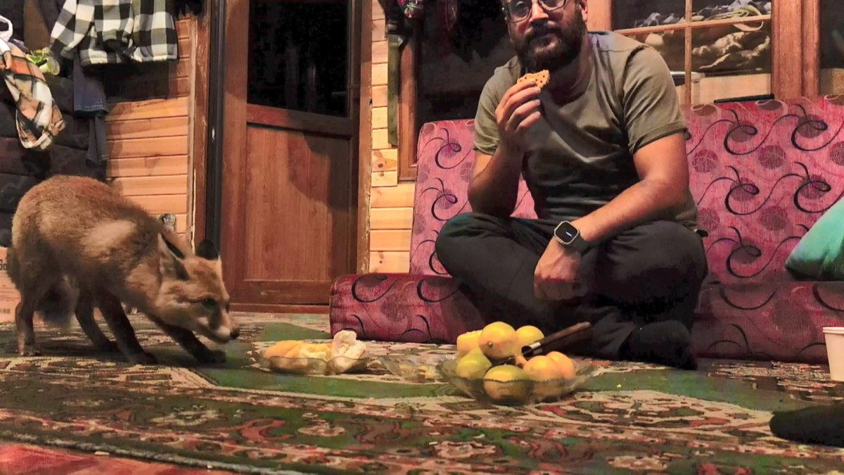 Kartepe ilçesinde Oğuz Karslıoğlu, barakasına gelen ‘Tilko’ adını verdiği tilkiyi