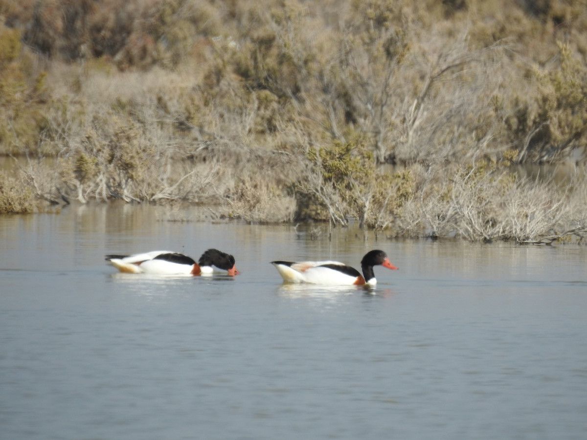 Mersin'in Silifke ilçesindeki Göksu Nehri’nin taşıdığı alüvyonlarla oluşan Göksu Deltası,
