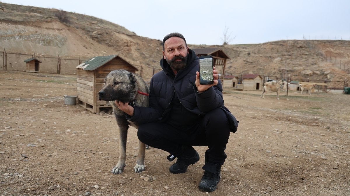 Kangal ilçesinde uzman Kangal yetiştiricisi Hüseyin Yıldız, doğada yiyecek bulamayıp