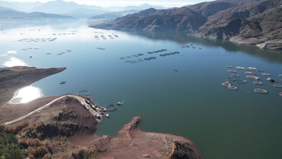 Almus ilçesindeki barajda yetiştirilen Türk somonları Sinop üzerinden Rusya, Japonya