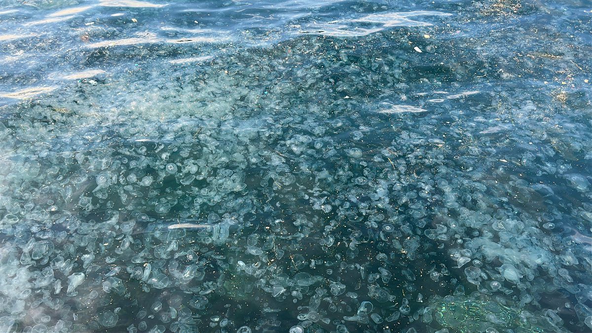 İstanbul Üsküdar’da binlerce denizanasının sahili kaplamasıyla deniz adeta beyaza bürünürken