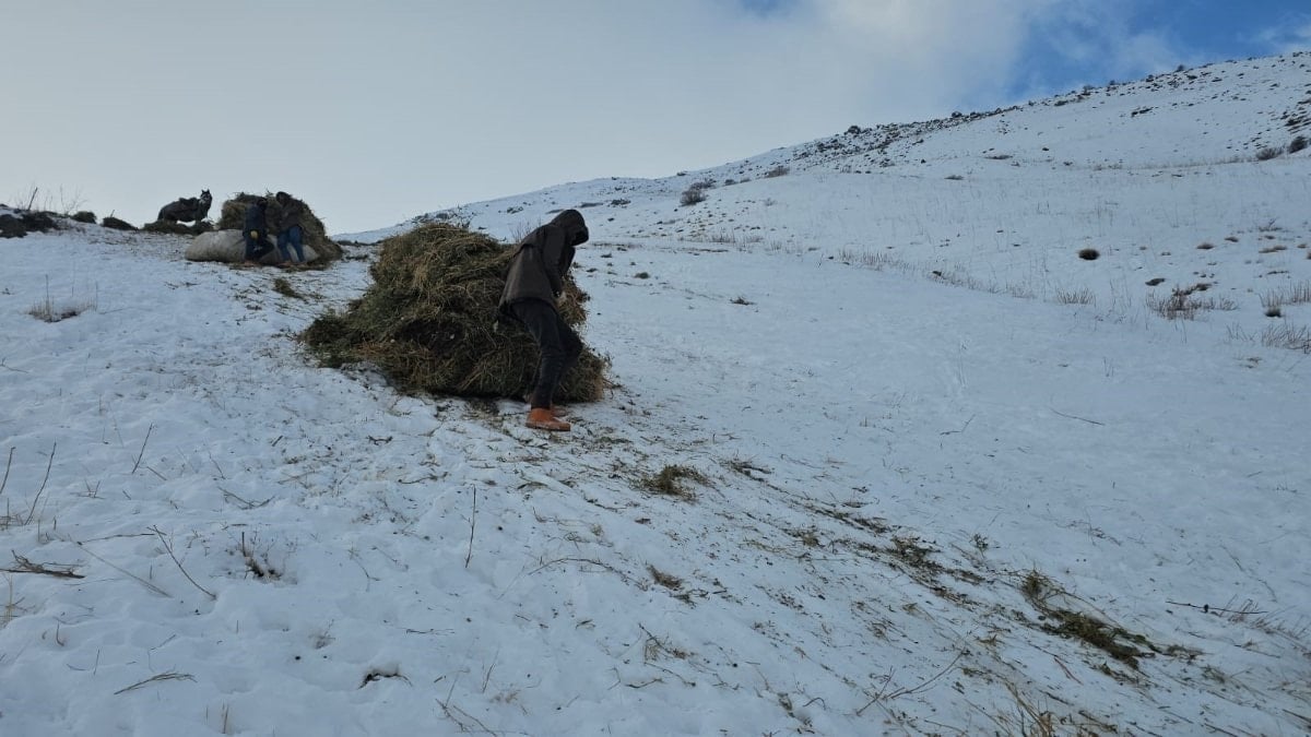 Van'ın Erciş ilçesinde köylüler, yazın biçilen otları kışın yağan karla