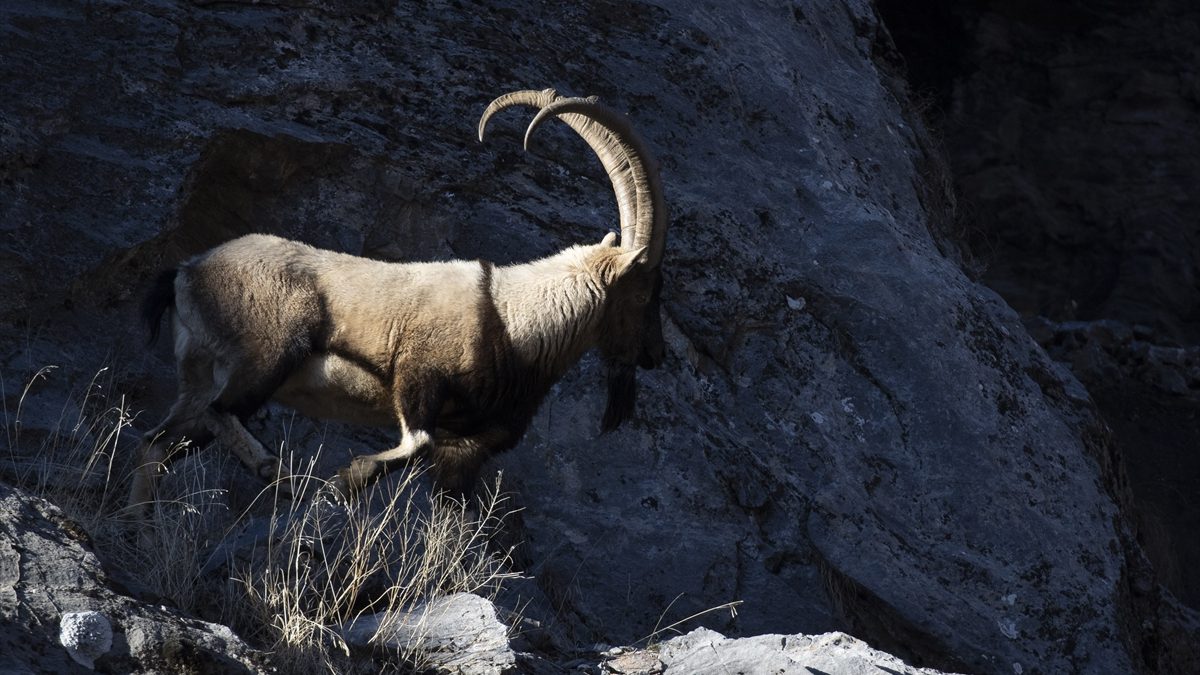 Tunceli’de yüksek kesimlerde etkisini artıran kar yağışının ardından yaban keçileri,