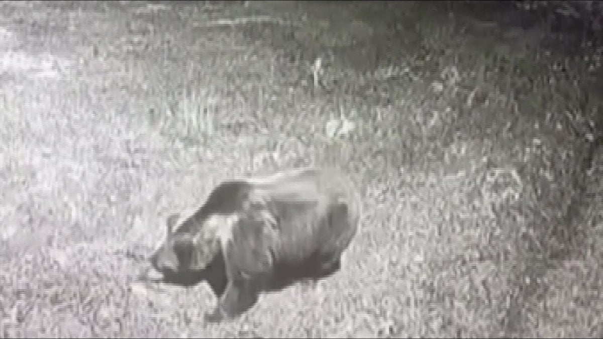 Gümüşhacıköy ilçesinde bir köyde görüntüsü güvenlik kamerasına takılan ayı yörede