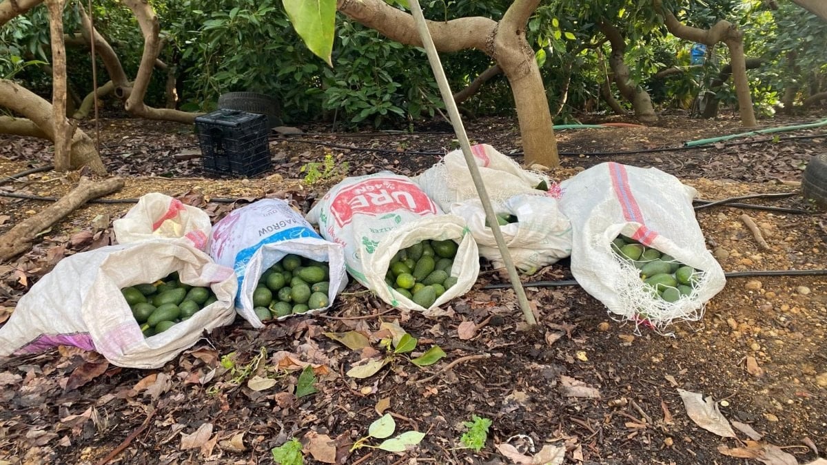 Alanya ilçesinde bir bahçeden 500 bin TL değerinde avokado çalan