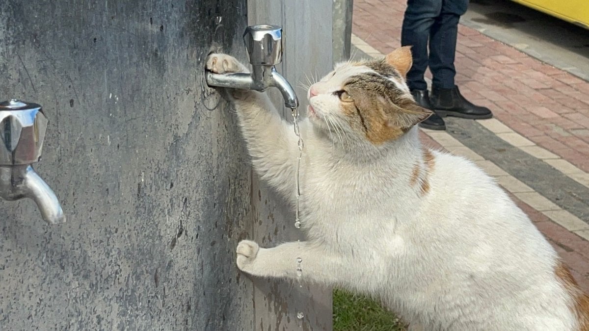 Soğuk havanın etkili olduğu günlerde susuz kalan bir kedi, çeşmeye