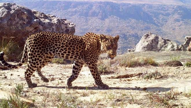 Güney Afrika Cumhuriyeti'nin Batı Cape eyaletinde elektrik direğine tırmanan leopar,