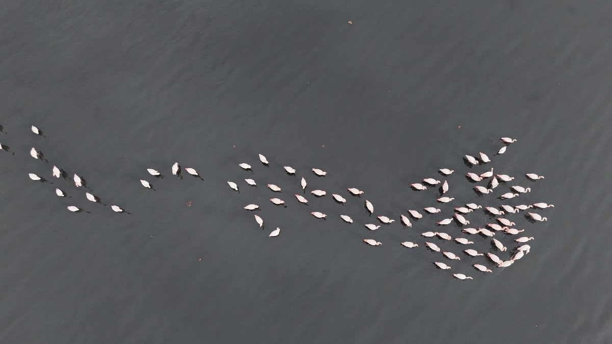 Türkiye'nin sanayi üretim merkezlerinden Kocaeli, sadece fabrikalarıyla değil biyolojik çeşitliliğiyle