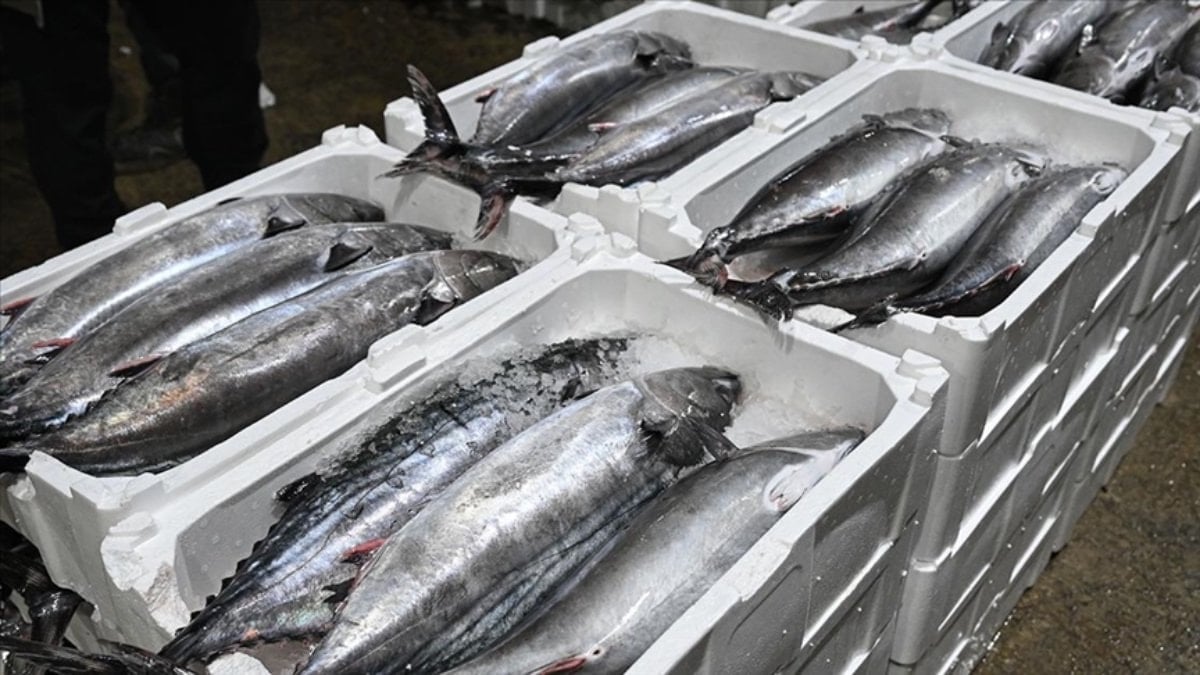 İstanbul ve Tekirdağ açıklarında görülen torik akını, balıkçılık sektörünü canlandırdı.