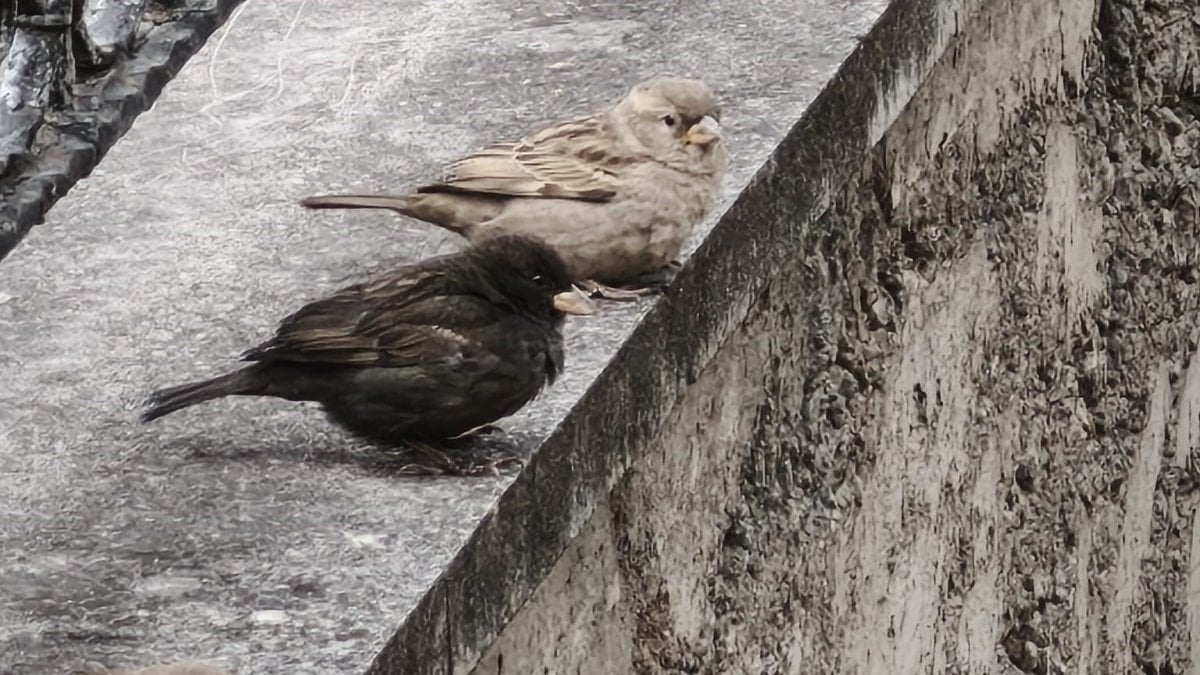 Isparta’da serçe sürüsü arasında görülen siyah renkli serçe, nadir genetik