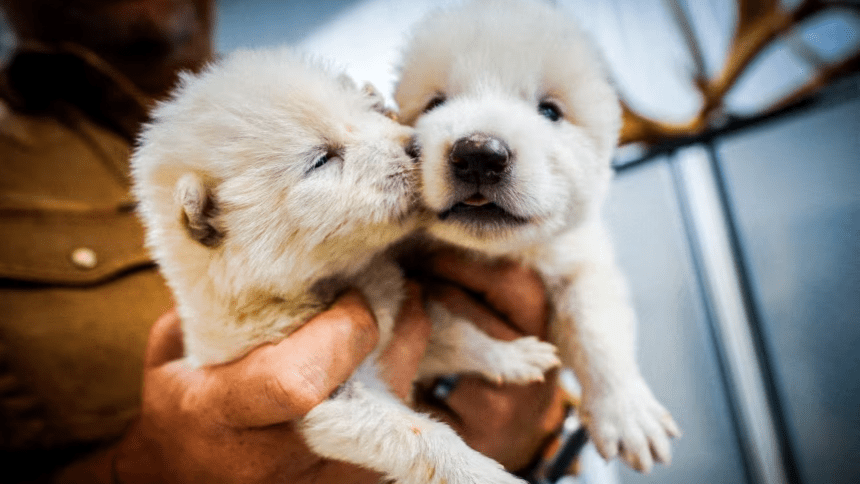 Dodo ve mamut gibi nesli tükenen türleri geri getirmeyi hedefleyen