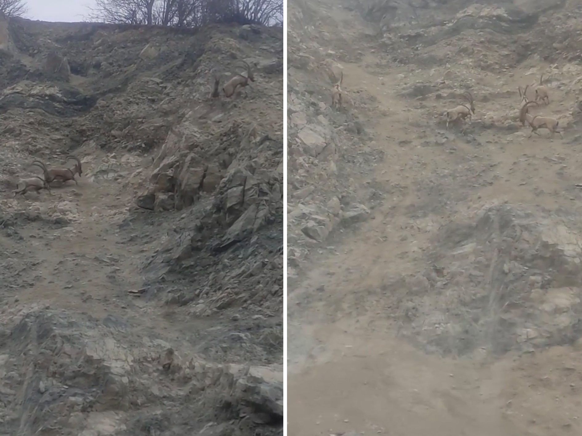 Diyarbakır'da nesli tükenme tehlikesi altında bulunan dağ keçileri sürü halinde